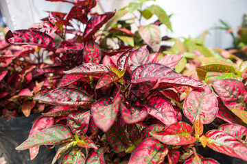 Obraz premium Red Hippoestes phyllostachya, also known as Red Hippo Polka Dot plant