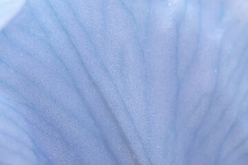 Beautiful blue petals of an iris flower close-up. Macrophotography of the veins of an iris petal. Spring background.
