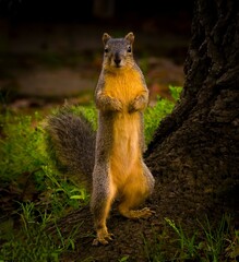 squirrel in the park