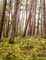 Landscape of pine forest, northern Poland.