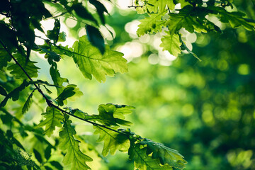 Green Oak leaves in morning sunshine. High quality photo