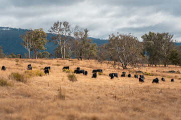 Carbon neutral cattle farming in a free range field on a farm in Australia  beautiful cattle in Australia eating grass, grazing on pasture. Herd of cows free range beef being regenerative raised