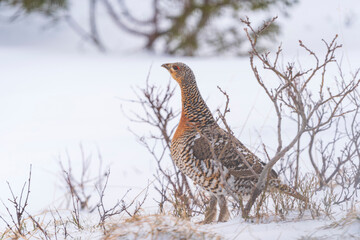 Western capercaillie (Tetrao urogallus) in the wild