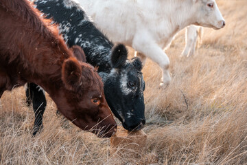 Fototapeta premium australian beef cattle grazing on pasture grass in a paddock. Beef Cows Moving Through Dry Grassland, Australian Farm Scene