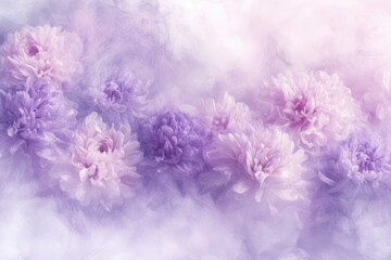 Fototapeta premium Delicate purple and white chrysanthemum flower background
