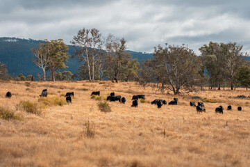 australian beef cattle grazing on pasture grass in a paddock. Beef Cows Moving Through Dry Grassland, Australian Farm Scene