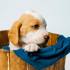 Beagle puppy