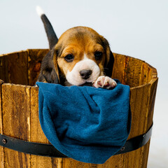 Beagle puppy