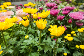Fototapeta premium Chrysanthemum , Teluki , or chrysanthemum (sometimes referred to as chrysanthemum or chrysanthemum ) is a type of flowering plant that is often grown as an ornamental yard plant or picked flower