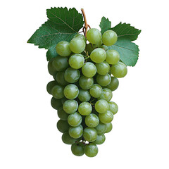 Obraz premium Fresh green grapes bunch with leaves isolated on black background healthy food and fruit photography on transparent background