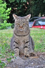 beige striped cat, cat with yellow eyes, sitting attentive cat, pets, brown wild cat