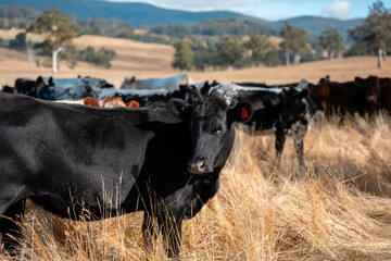 australian beef cattle grazing on pasture grass in a paddock. Beef Cows Moving Through Dry...