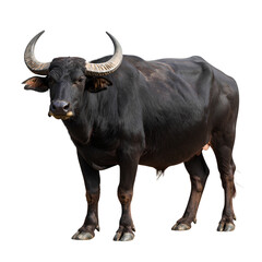 Naklejka premium Pakistani Nili-Ravi Buffalo Standing in Profile, Transparent Background
