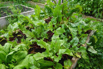 Fresh beet greens growing in raised garden bed