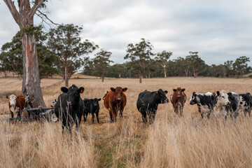 australian beef cattle grazing on pasture grass in a paddock. Beef Cows Moving Through Dry Grassland, Australian Farm Scene