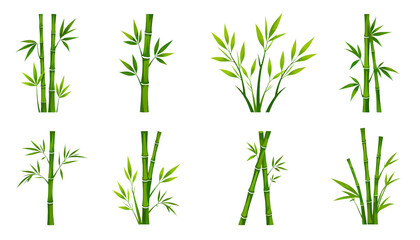 Fototapeta premium Bamboo tree branches vector style set png. 