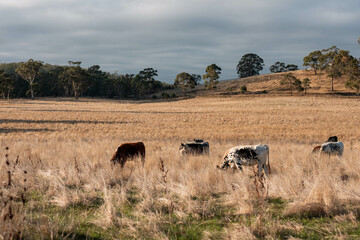 Carbon neutral cattle farming in a free range field on a farm in Australia  beautiful cattle in Australia eating grass, grazing on pasture. Herd of cows free range beef being regenerative raised