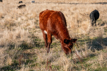 australian beef cattle grazing on pasture grass in a paddock. Beef Cows Moving Through Dry...