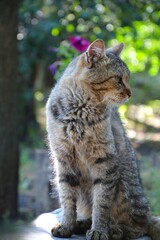 Beautiful domestic cat tabby cat sitting in the garden, looking away