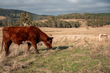 australian beef cattle grazing on pasture grass in a paddock. Beef Cows Moving Through Dry...