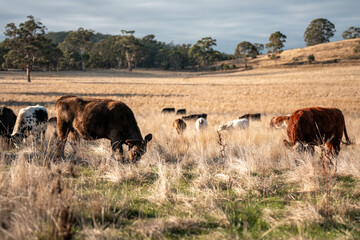 Carbon neutral cattle farming in a free range field on a farm in Australia  beautiful cattle in Australia eating grass, grazing on pasture. Herd of cows free range beef being regenerative raised