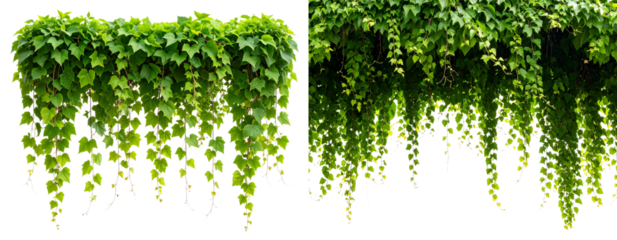  Cascading Ivy Vine Hanging from the Top Edge Transparent Background PNG