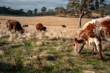 australian beef cattle grazing on pasture grass in a paddock. Beef Cows Moving Through Dry...