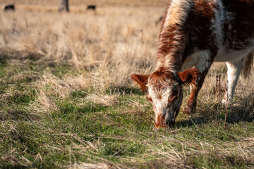 australian beef cattle grazing on pasture grass in a paddock. Beef Cows Moving Through Dry...