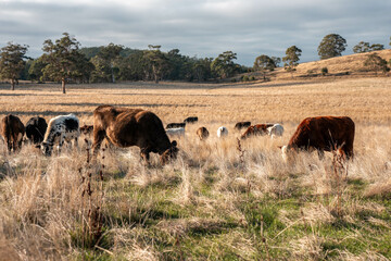 Carbon neutral cattle farming in a free range field on a farm in Australia  beautiful cattle in Australia eating grass, grazing on pasture. Herd of cows free range beef being regenerative raised