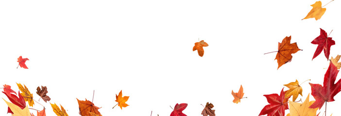 Falling leaves, autumn foliage on transparent background, beautiful background of orange and gold leaves. Vector maple leaf, png, flying foliage from tree.