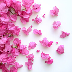 Bright and cheerful pink bougainvillea petals scattered