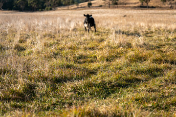 australian beef cattle grazing on pasture grass in a paddock. Beef Cows Moving Through Dry...