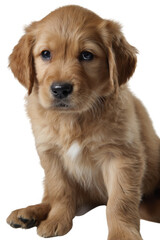 Golden Puppy Portrait: A captivating portrait of an adorable golden puppy, exuding warmth and charm. The image perfectly captures its playful nature, and gentle gaze