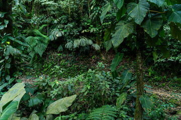 green tropical jungle  with amazing luxuriant vegetation wall amazonas nature  