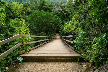 old rustic wooden bridge in the forest in tropical landscape panorama 