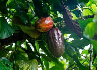 ripe cocoa fruits on the cocoa tree