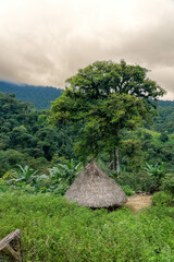old indigenous house hut in the forest jungle in sierra nevada of santa marta colombia tayrona kogui people