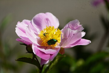 Golden rose chafer (Cetonia aurata), also common rose chafer on a pink peony. Subfamily of rose chafers (Cetoniinae). Hanover Botanical School Garden, Germany.