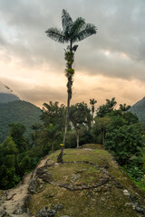palm trees in the lost city tayrona sierra nevada mountains in colombia 