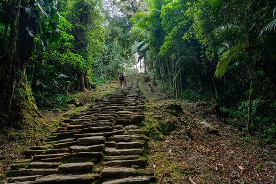 path rock in the forest in tayrona lost city in sierra nevada of santa marta colombia 