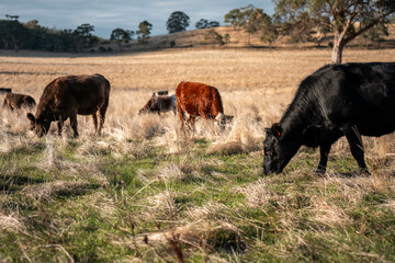 Carbon neutral cattle farming in a free range field on a farm in Australia  beautiful cattle in Australia eating grass, grazing on pasture. Herd of cows free range beef being regenerative raised