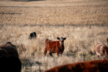 australian beef cattle grazing on pasture grass in a paddock. Beef Cows Moving Through Dry Grassland, Australian Farm Scene