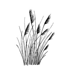 A delicate black and white vector illustration of tall wild grasses with feathery seed heads. Dune sea plants, reeds, canes, sedges. Hand drawn fine lines. Isolated on white. Botanical contour drawing