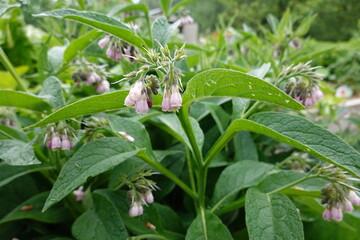 Comfrey plant growing with pink flowers in garden