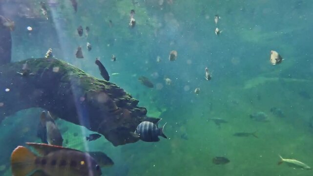 Group of tropical fish of Tanganyika Lake swimming in the clear blue water