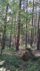 Deep forest in trojmiejski landscape park. Northern Poland.