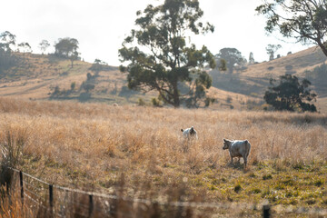 Carbon neutral cattle farming in a free range field on a farm in Australia  beautiful cattle in Australia eating grass, grazing on pasture. Herd of cows free range beef being regenerative raised