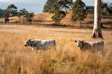 australian beef cattle grazing on pasture grass in a paddock. Beef Cows Moving Through Dry Grassland, Australian Farm Scene