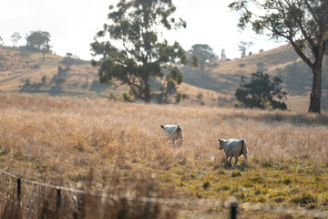 australian beef cattle grazing on pasture grass in a paddock. Beef Cows Moving Through Dry Grassland, Australian Farm Scene