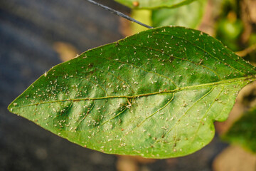 Aphids that feed on the underside of leaves to suck nectar, aphids on the inside of the leaf....